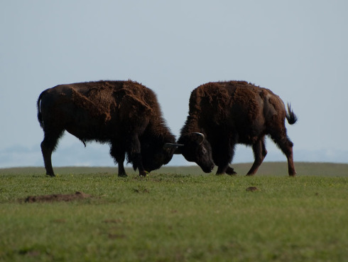 0159-sparing-buffalo.jpg