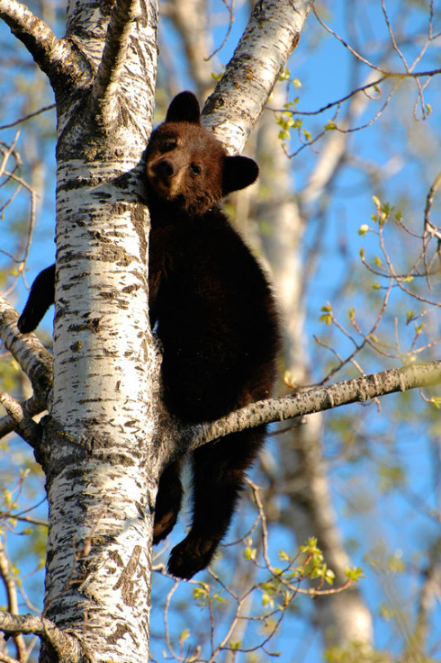 2740-little-bear-in-tree-hanging-feet.jpg