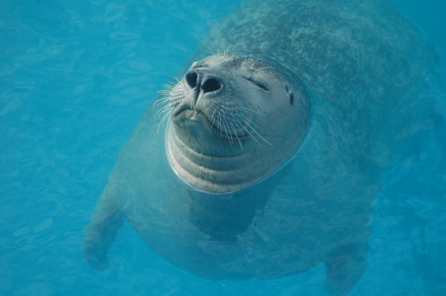 4754-harbor-seal-closeup.jpg