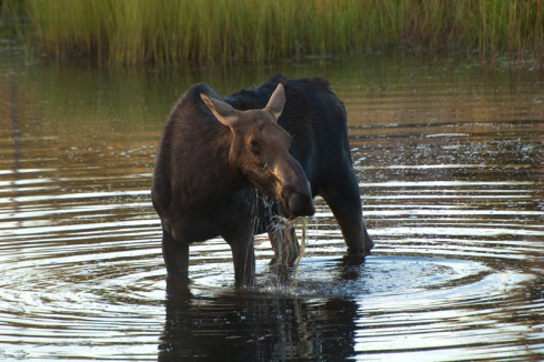 4986-gunflint-moose.jpg