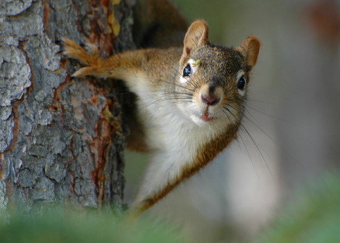 5948-alaska-squirrel-magnet.jpg
