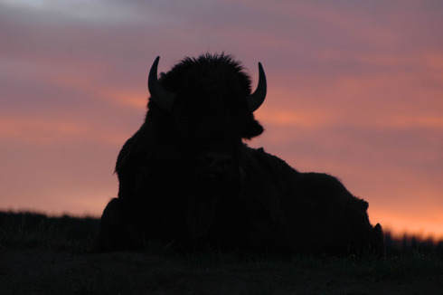 9080-bison-silhouette-print.jpg