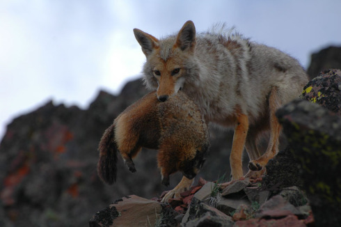 9364-coyote-with-marmot.jpg