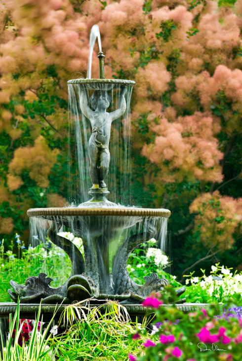 annual garden fountain.jpg