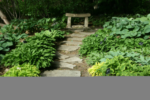 hosta garden bench-peter klose-img_3442.jpg
