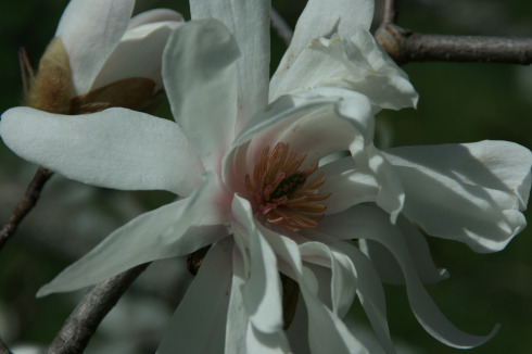 magnolia x loebneri ballerina 2010_peter klose_4096.jpg
