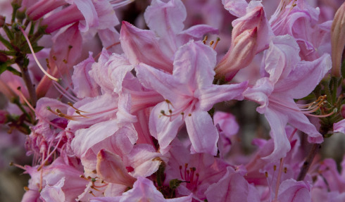 pinkflowers1552mary annland052010_300.jpg