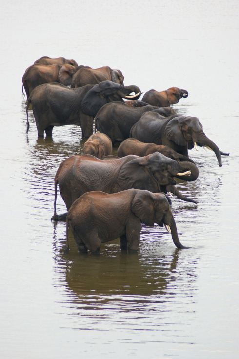 redback elephants bathing  mark paulson all rights resvmark paulson all rights resv.jpg
