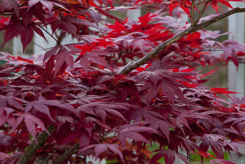 redlleaves1491mary annland052010a.jpg