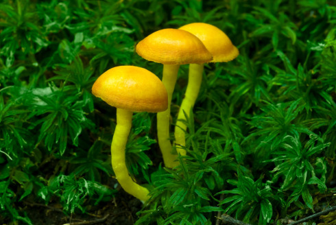three little mushrooms.jpg