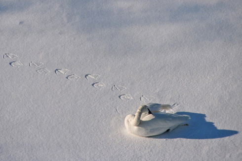 trumpeter swan in snow  copyright  mark paulsonmark paulson all rights resv.jpg